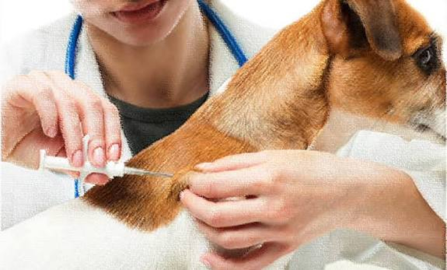 Seu animal ainda não foi vacinado contra a raiva? Tem repescagem neste sábado (12)!